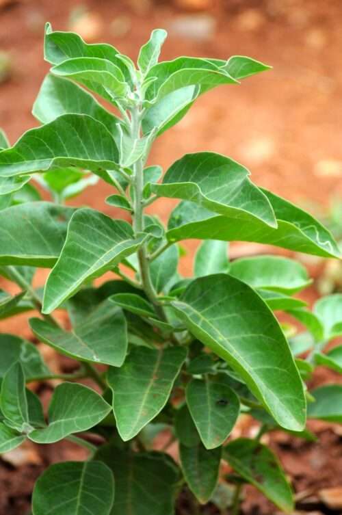 ASHWAGANDHA